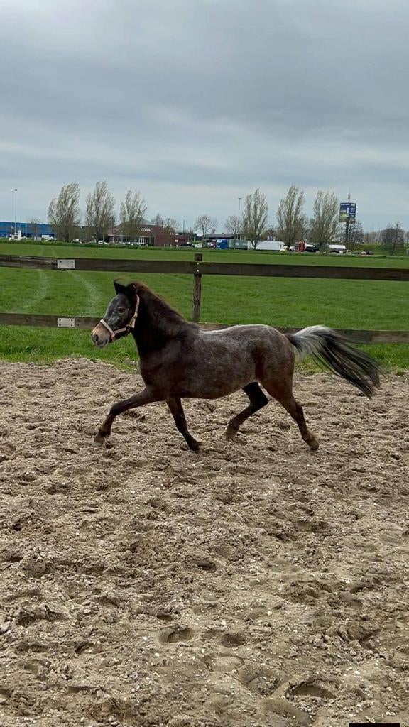 Te koop goed bewegend 2 jarige appaloosa A pony merrie