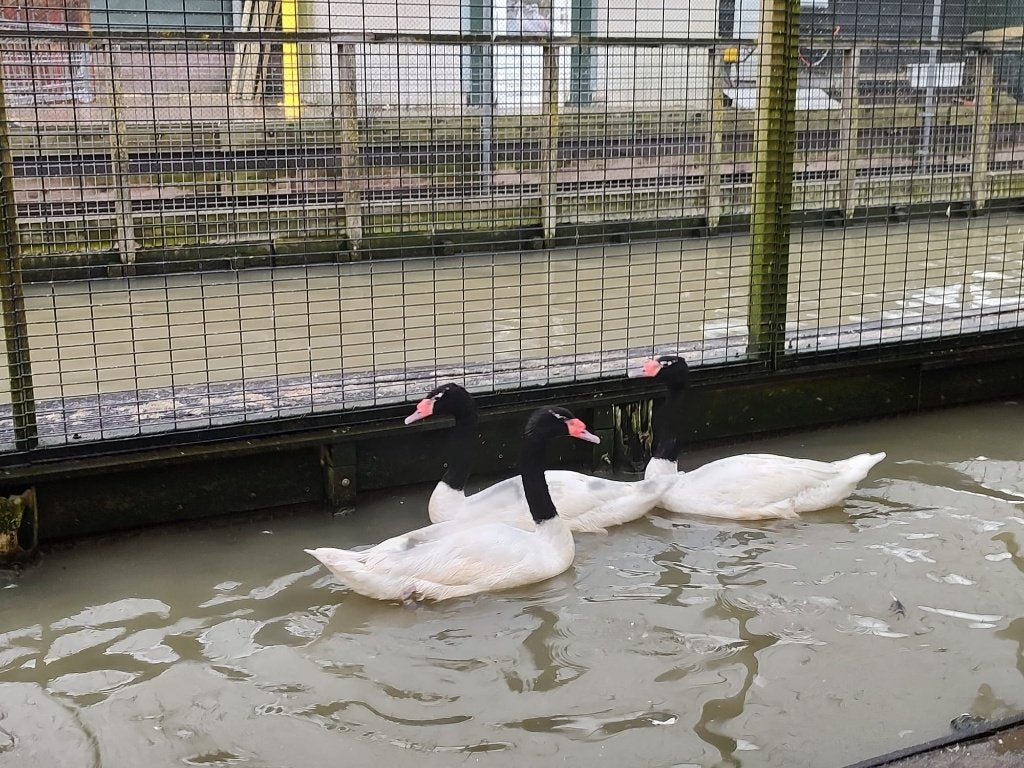 Zwarthals zwanen | Deskundig advies | Mooie zwanen, Meerdere dieren, Gans of Zwaan