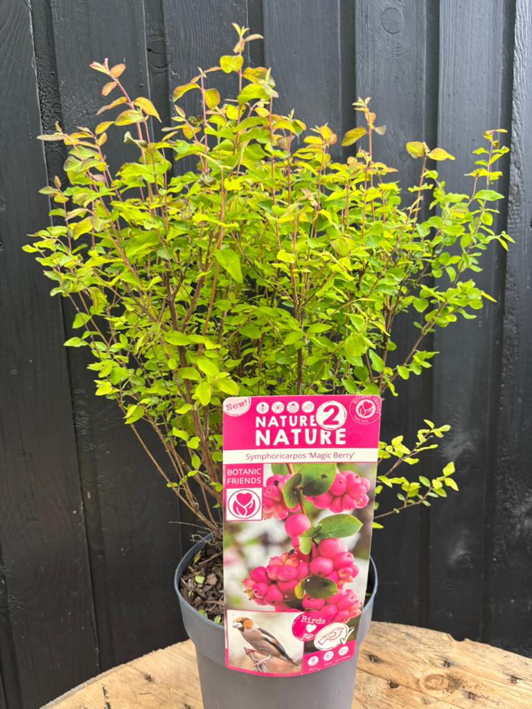 Sneeuwbes - Symphoricarpos ‘Magic Berry’, Ophalen, Vaste plant, Overige soorten, Halfschaduw