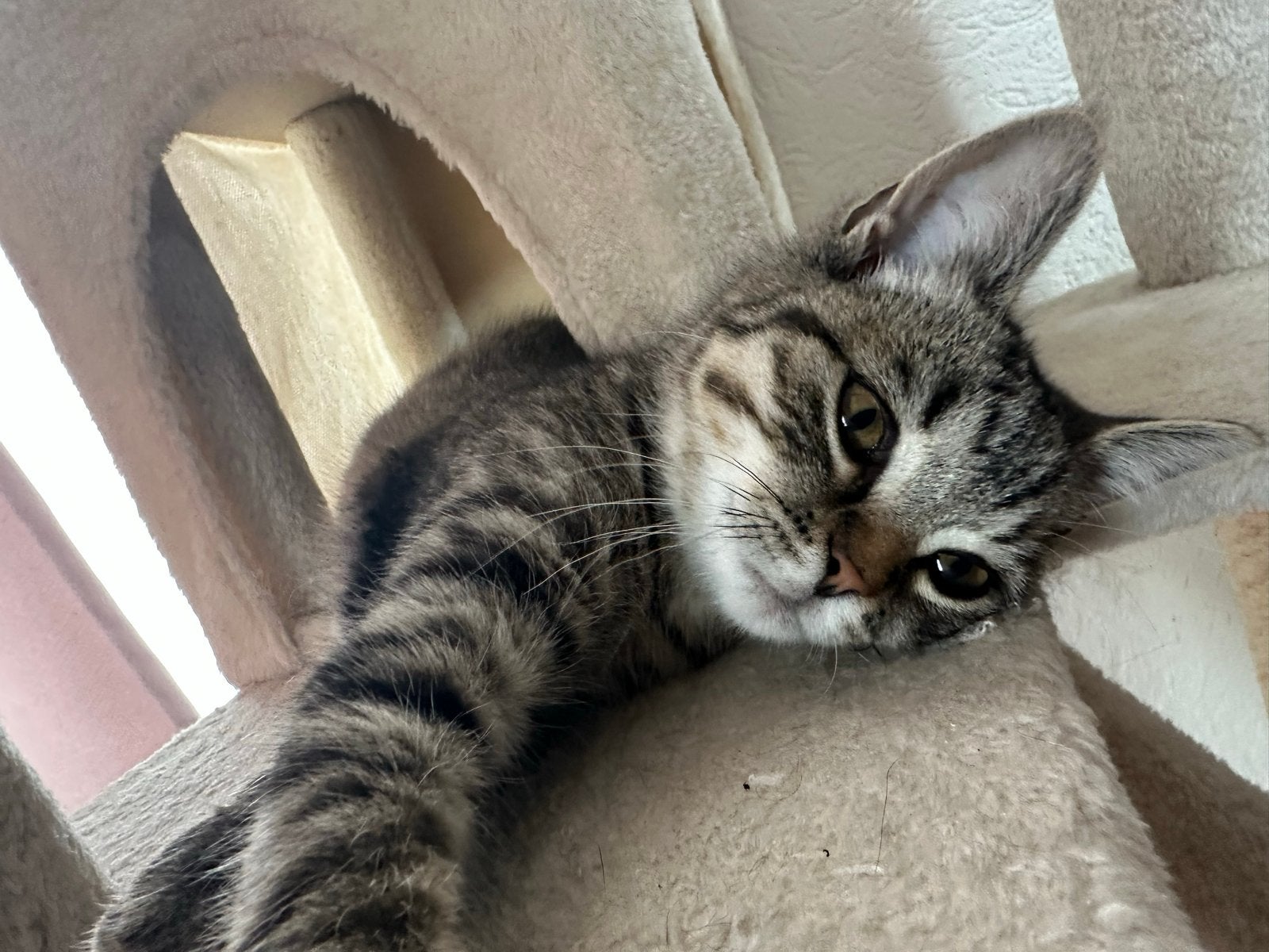 Britse korthaar mix cyperse kitten, Dieren en Toebehoren, Kater, Kortharig, 0 tot 2 jaar