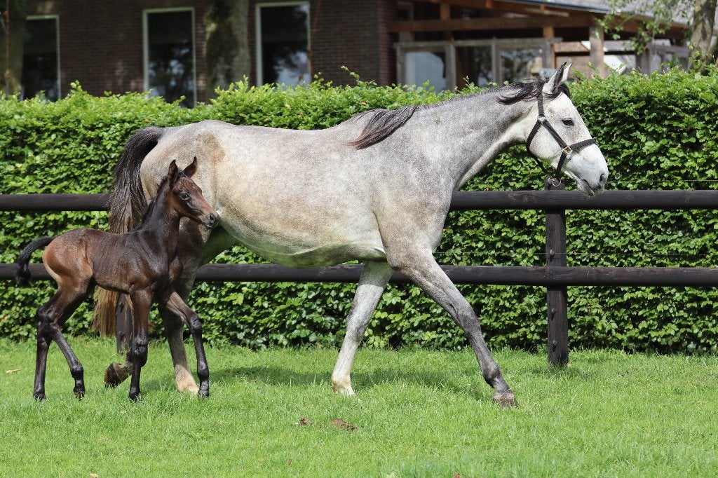 Fokmerrie v. Mattias x First Quality Be St lees goed!, Dieren en Toebehoren, Merrie, Springpaard, Met stamboom, Onbeleerd
