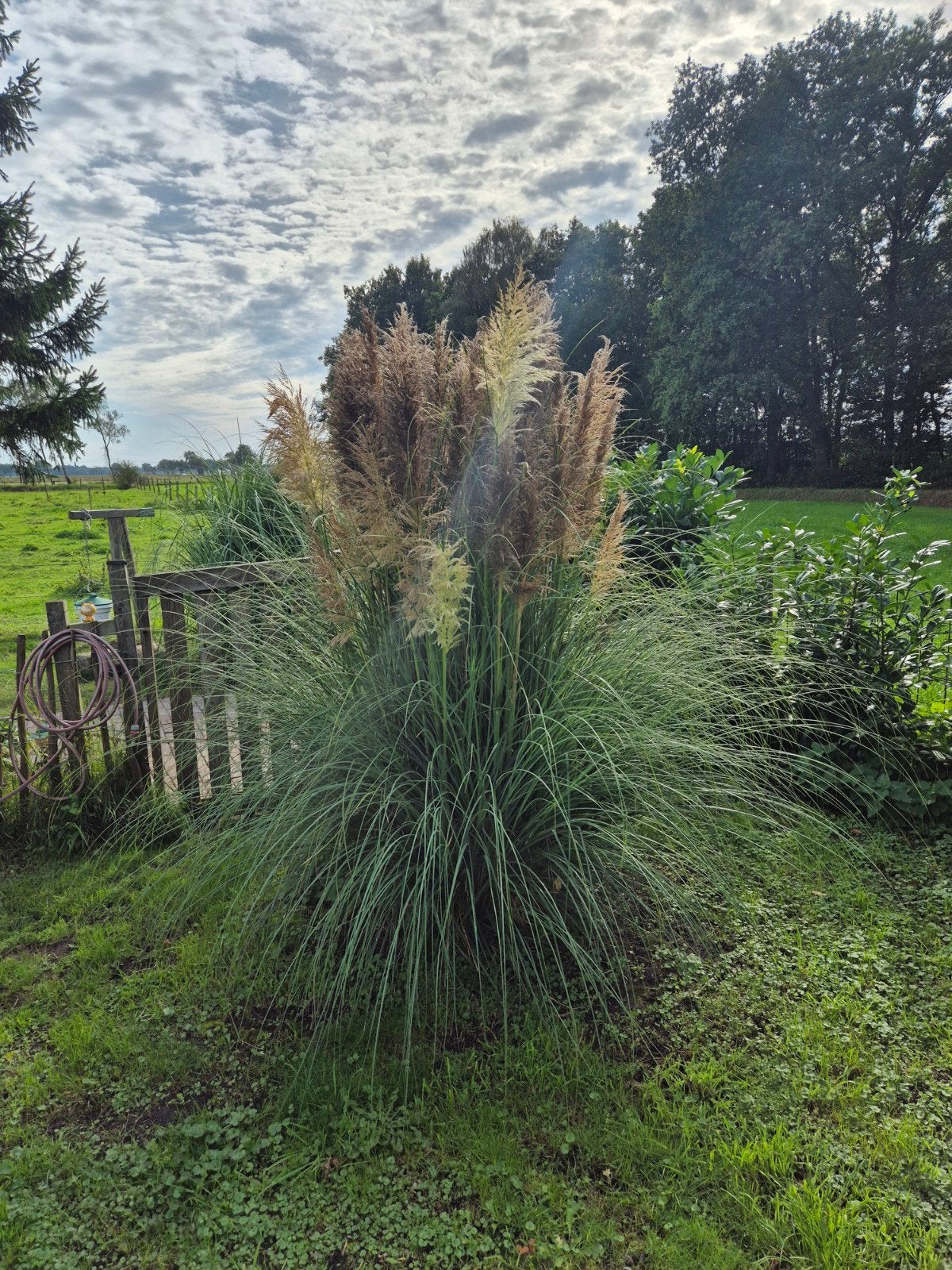 Grote Pampasgras planten - zelf uitgraven met hulp, Ophalen, Volle zon, Vaste plant, Siergrassen