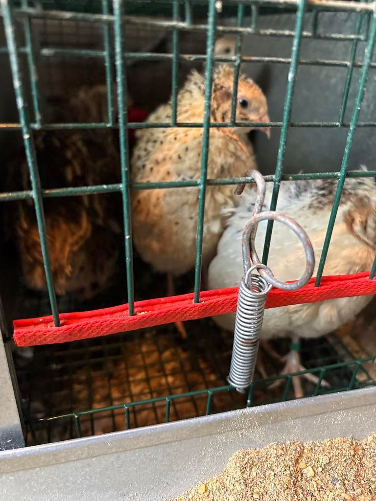 Japanse kwartels, Meerdere dieren