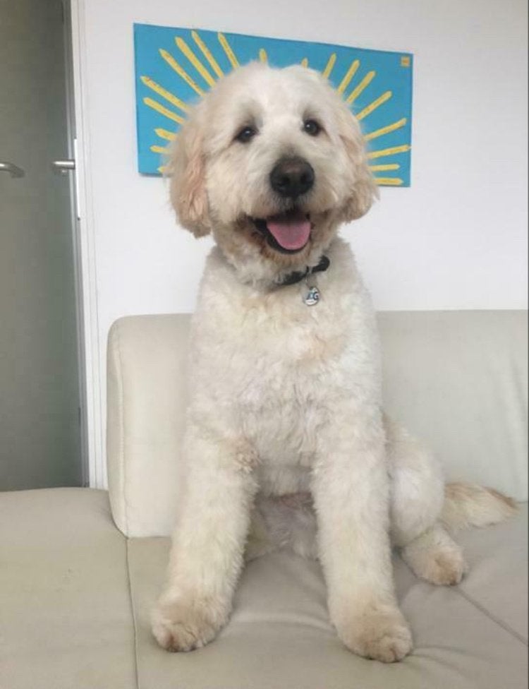 Ervaren knappe lieve leukste blonde F3 Labradoodle dekreu, Dieren en Toebehoren, Honden | Dekreuen, 6 jaar of ouder, Reu, Eén hond