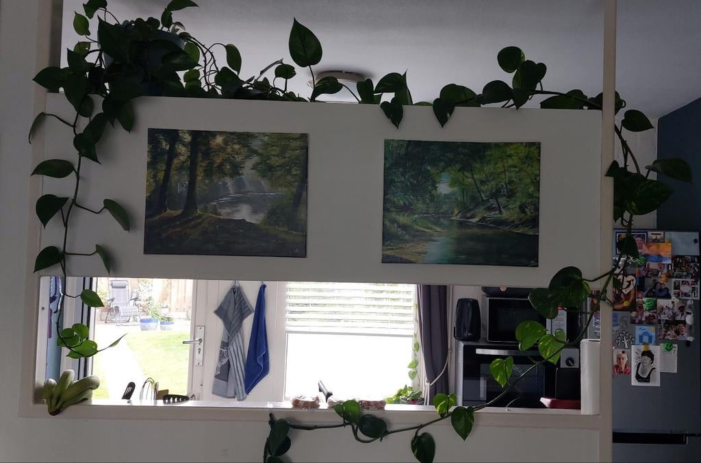 2x philodendron, Huis en Inrichting, Kamerplanten, Ophalen, Halfschaduw, Minder dan 100 cm