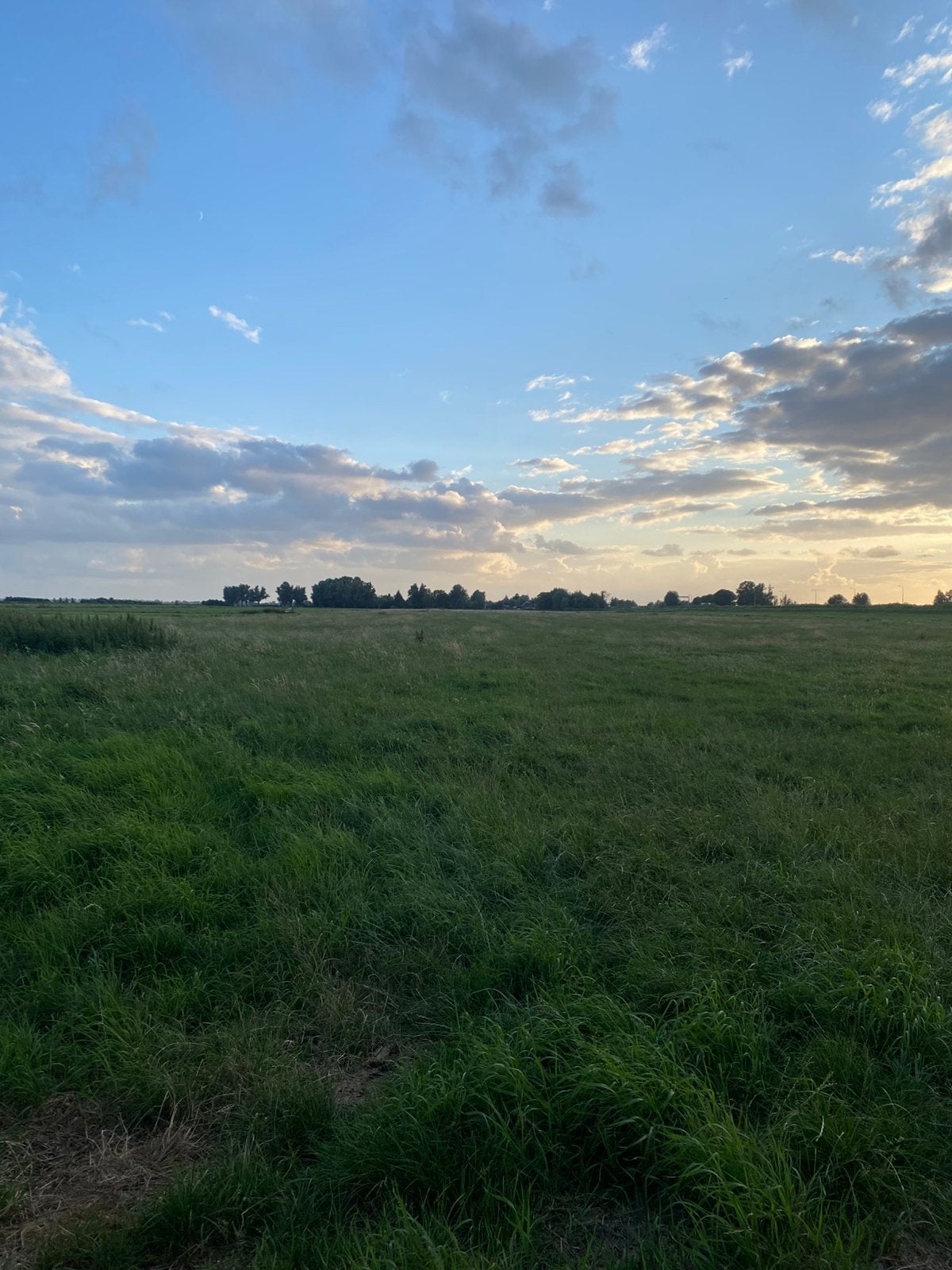 4,5 ha grasgewas te koop gras op stam, Weidegang