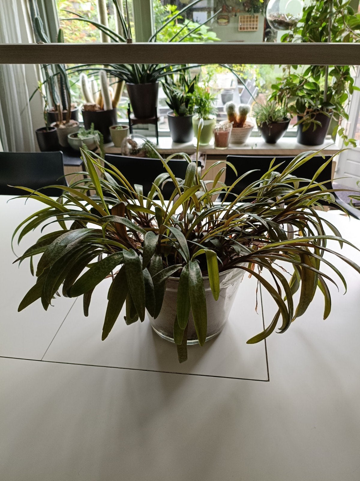 Grote Ledebouria Socialis, Huis en Inrichting, Ophalen, Overige soorten, Halfschaduw, Minder dan 100 cm
