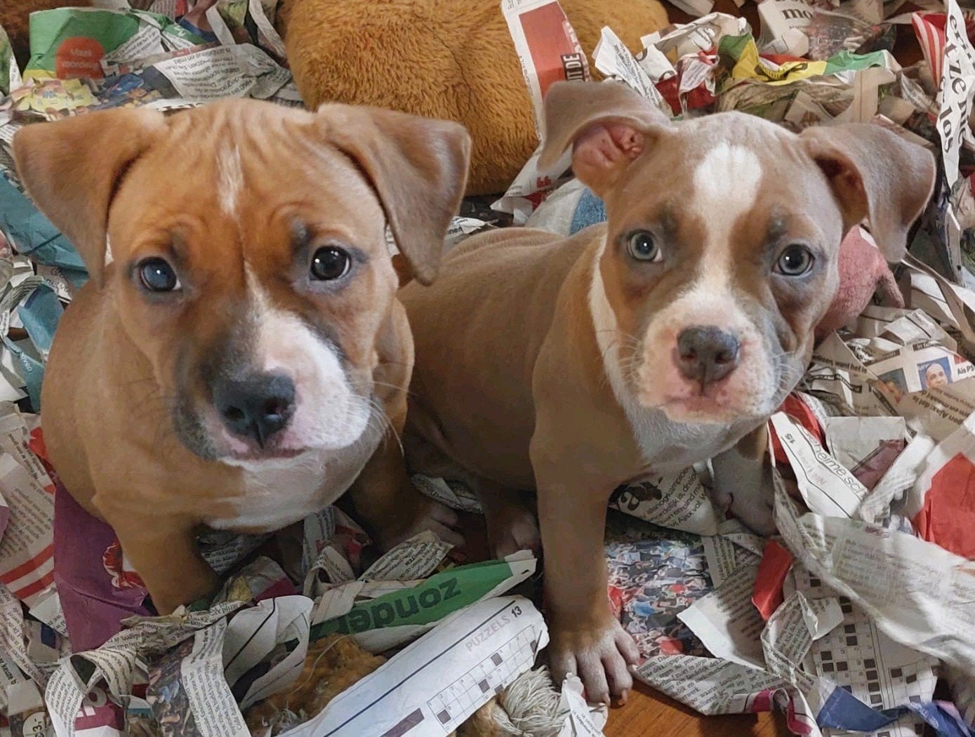 american bully pocket bully 11 weken mogen direct mee, Parvo, Overige rassen, 8 tot 15 weken, Meerdere