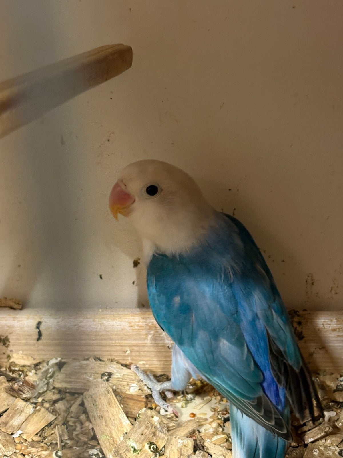 Agapornis Fischeri, Geslacht onbekend, Dwergpapegaai of Agapornis