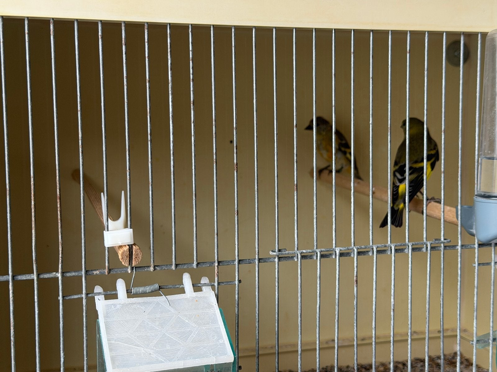 Europese Sijzen, Dieren en Toebehoren, Vogels | Overige Vogels, Geslacht onbekend, Wildzangvogel, Geringd