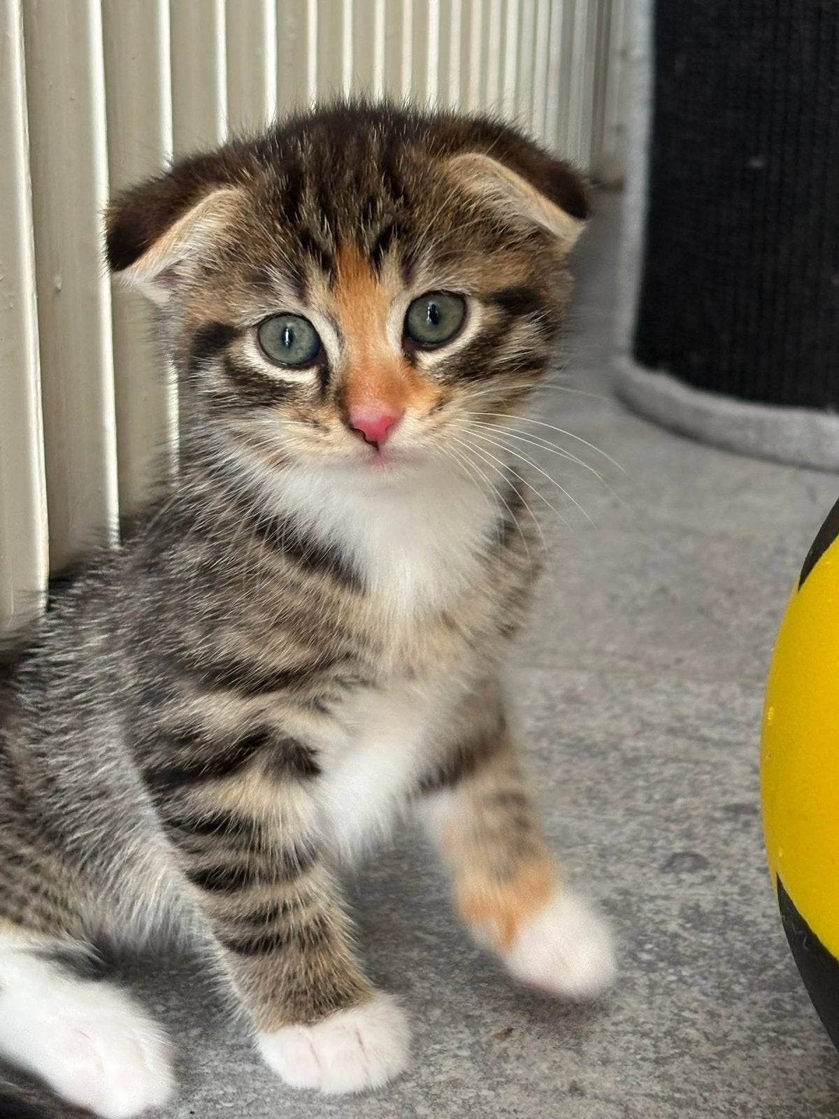 3 kittens, Geslacht onbekend