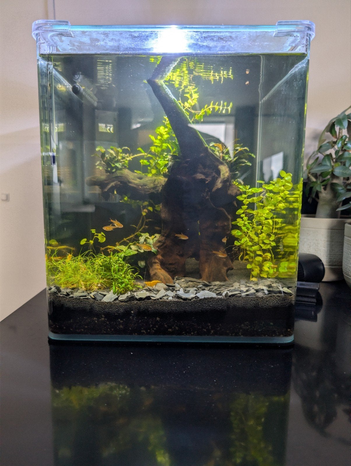 Dennerle Nano Cube 30 liter met inhoud, Ophalen, Zo goed als nieuw, Gevuld zoetwateraquarium