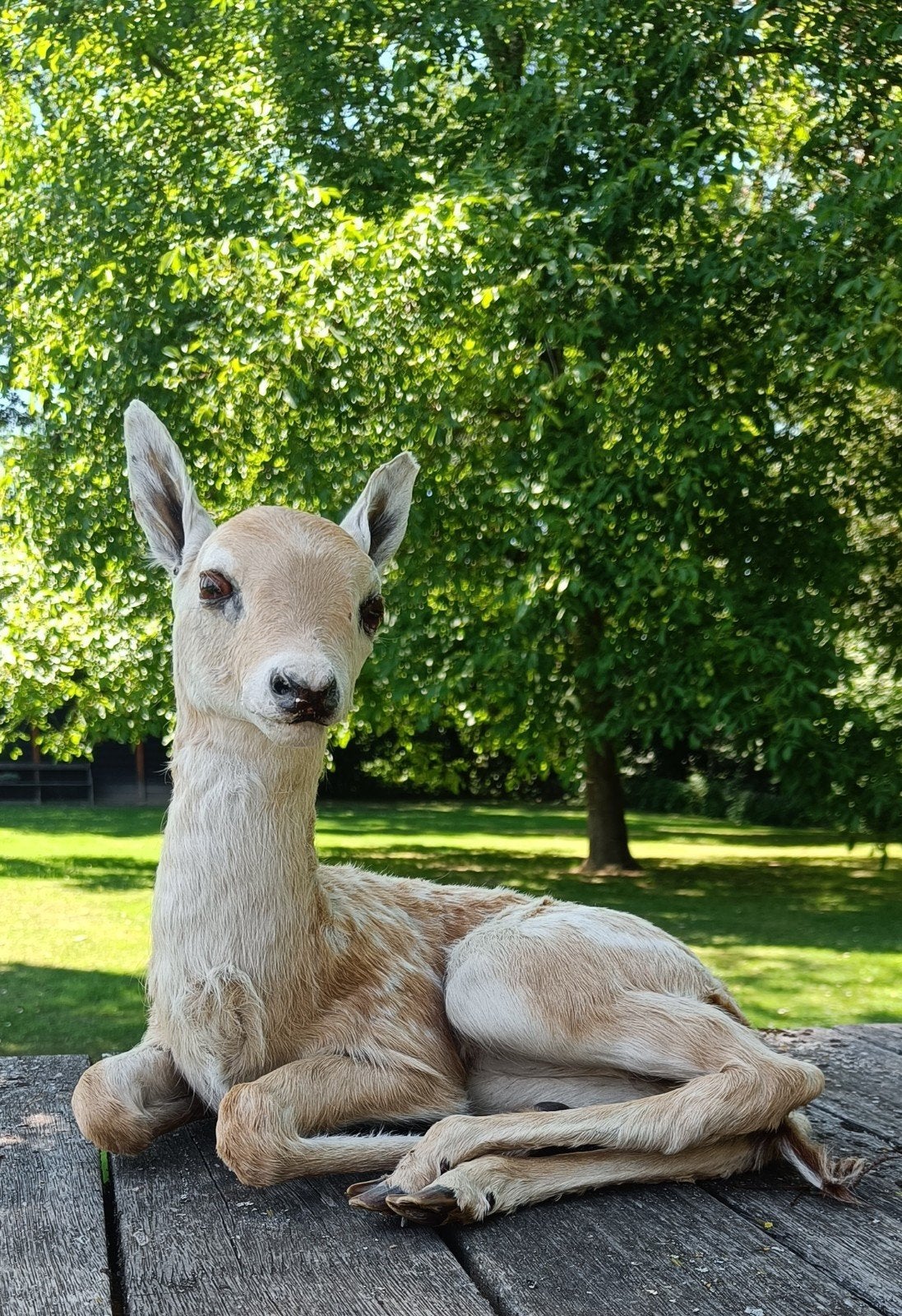 Taxidermie damhertje Bambi ree jong baby, Ophalen of Verzenden, Gebruikt, Opgezet dier