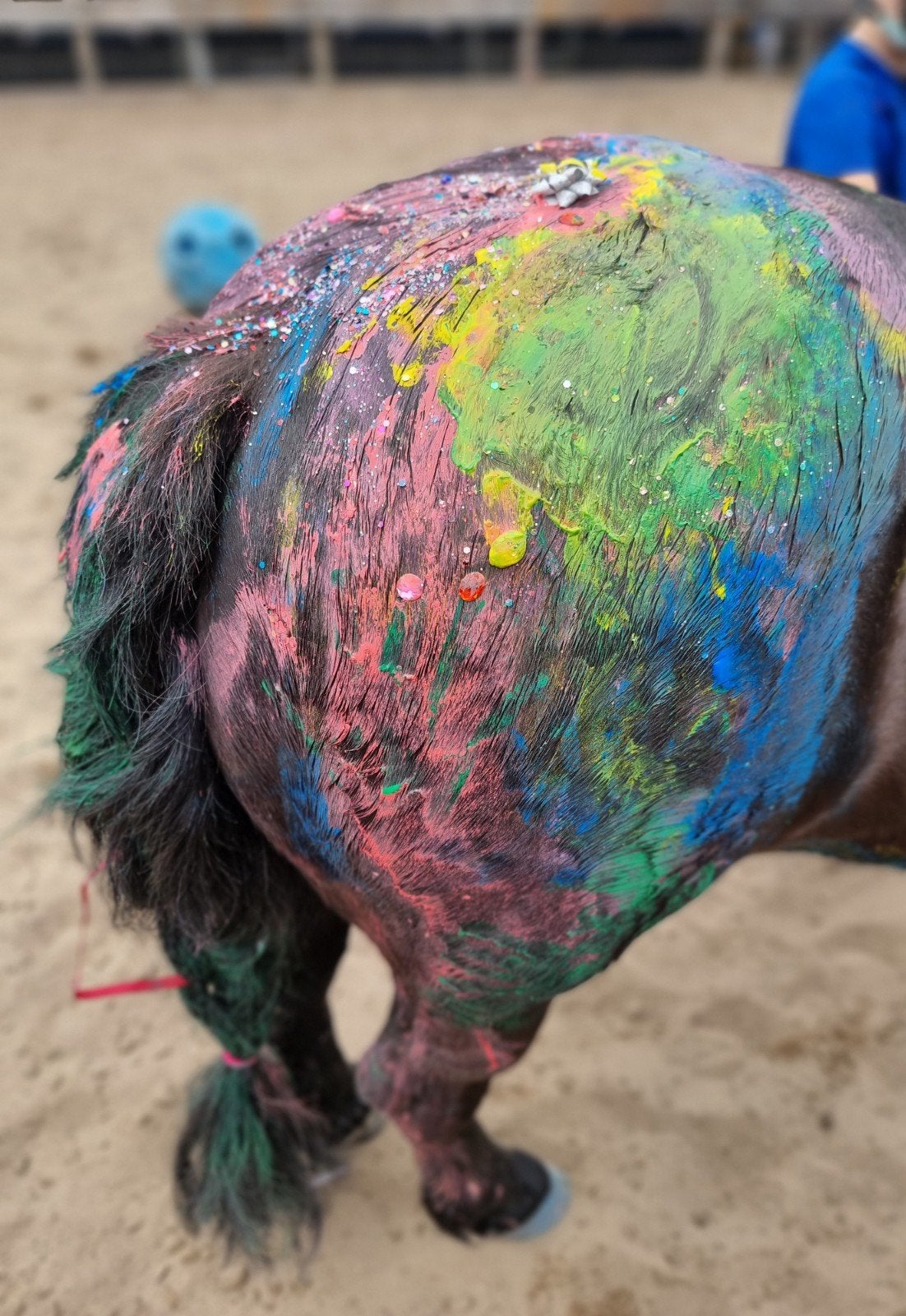 ❤️🩷🧡💛💚💙 Super lieve grote knappe shet! ❤️🩷🧡💛💚💙, Merrie, A pony (tot 1.17m), Met stamboom, 11 jaar of ouder
