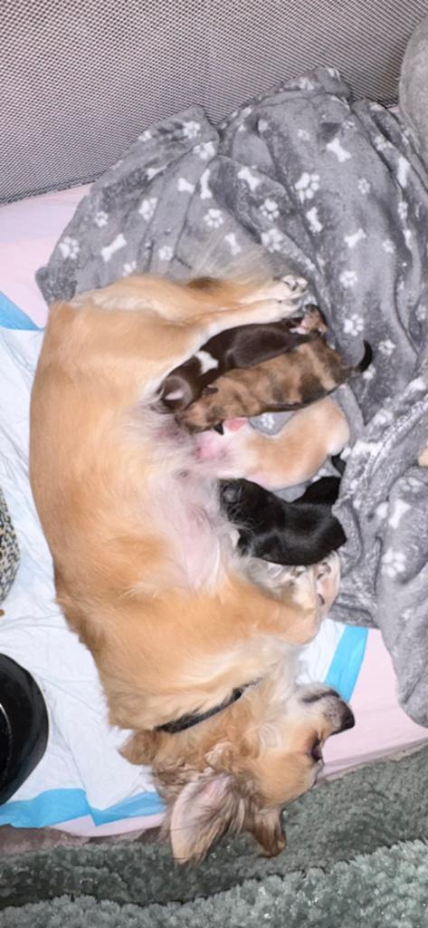 Chihuahua pups, Dieren en Toebehoren, Parvo, 8 tot 15 weken, Meerdere, Meerdere dieren
