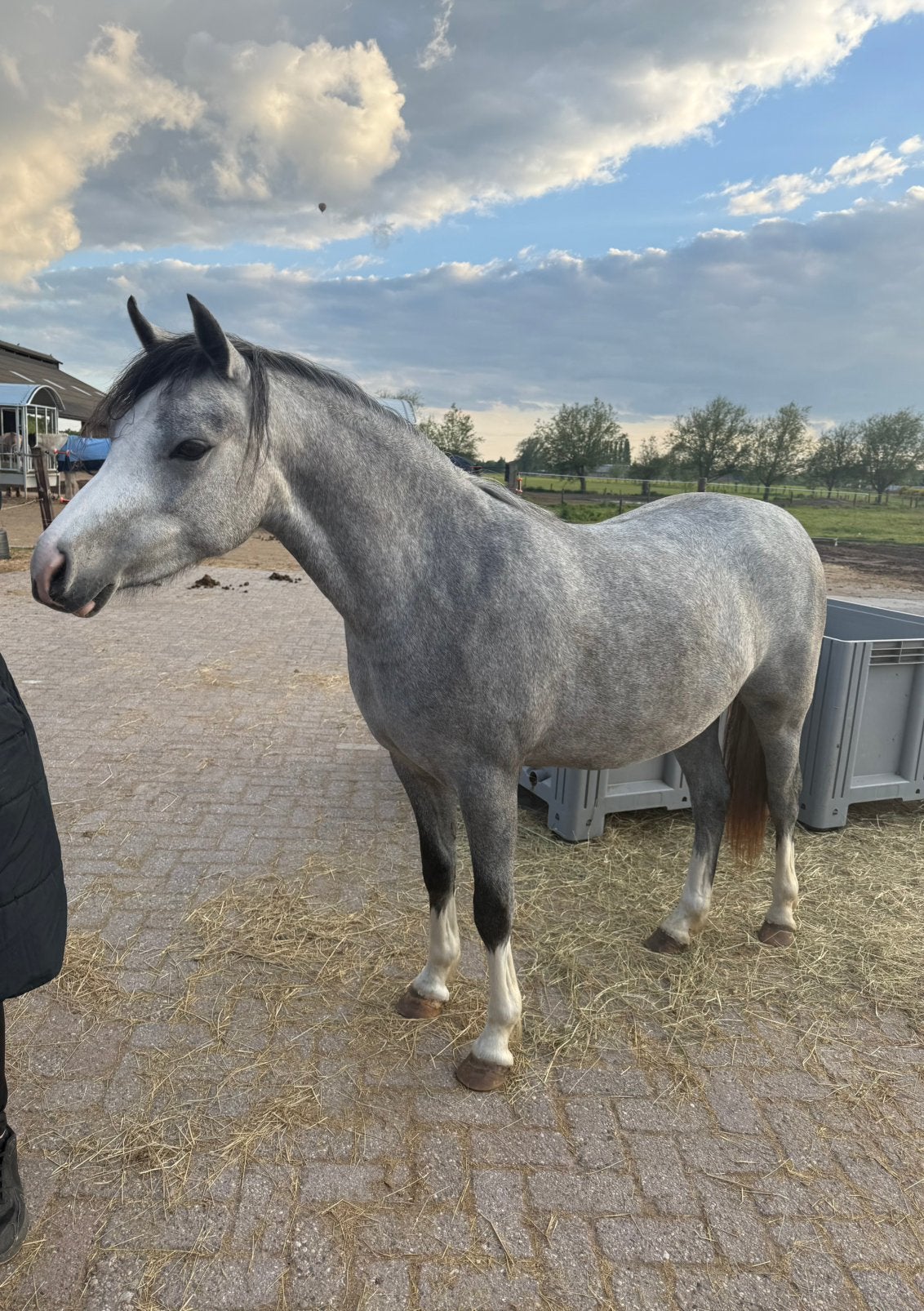Bloedmooie Welsh B merrie, Dieren en Toebehoren, Merrie, C pony (1.27m tot 1.37m), 3 tot 6 jaar