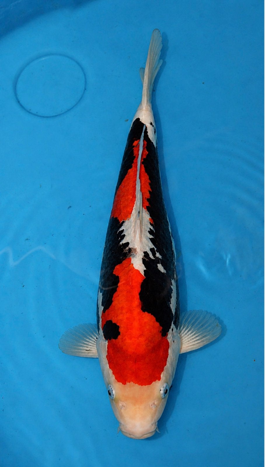 Beni Kumonryu Japanse Koi Karper, Karper of Koi