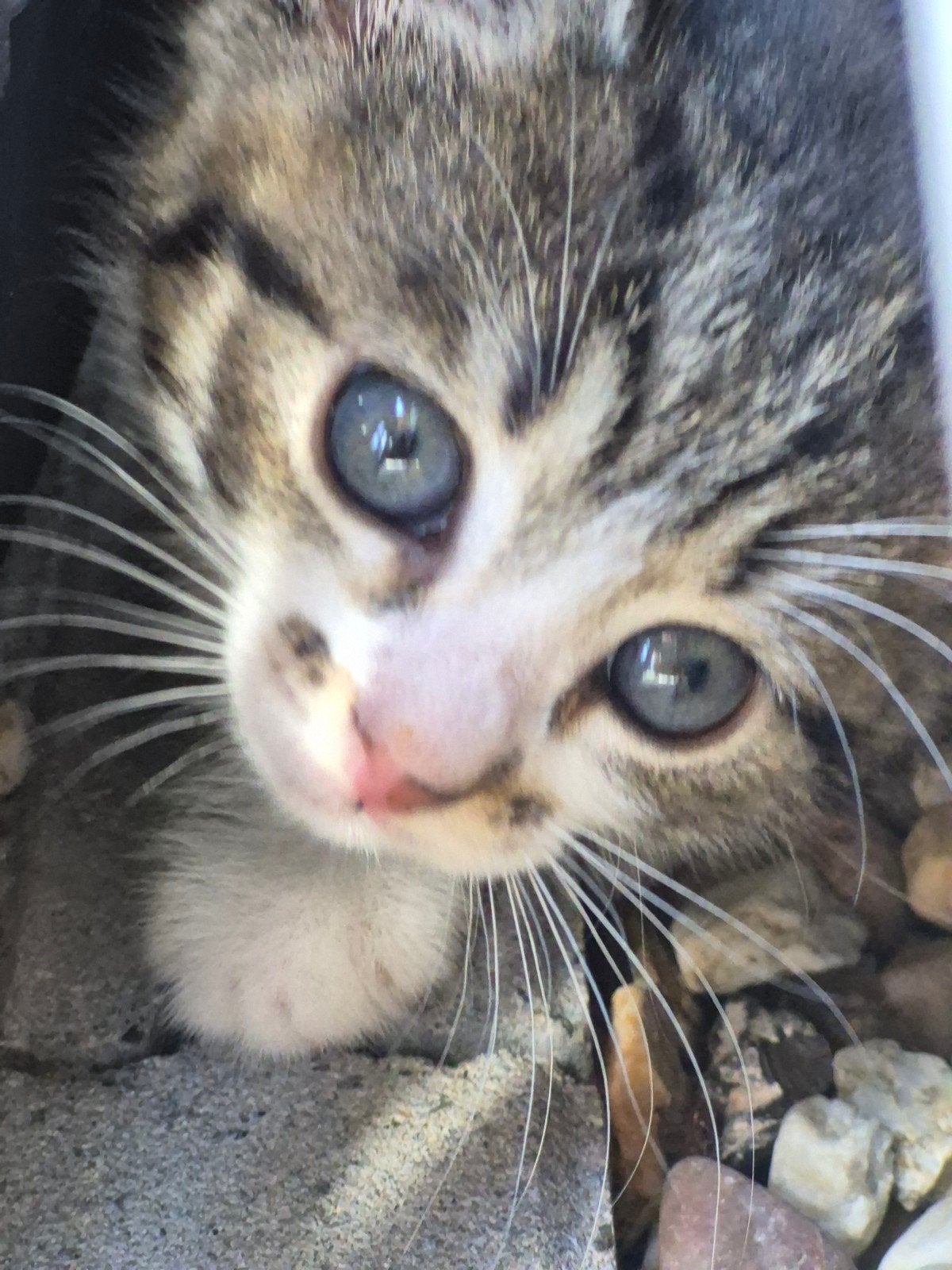 Lieve kittens zoeken een nieuw baasje, Dieren en Toebehoren, Katten en Kittens | Overige Katten, Meerdere dieren, Kortharig, 0 tot 2 jaar
