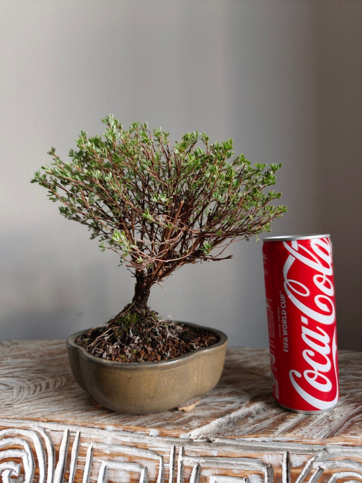 Shrubby Cinquefoil Potentilla Fruticosa 'Goldkissen' bonsai, Bloeit niet, Halfschaduw, Minder dan 100 cm, Overige soorten