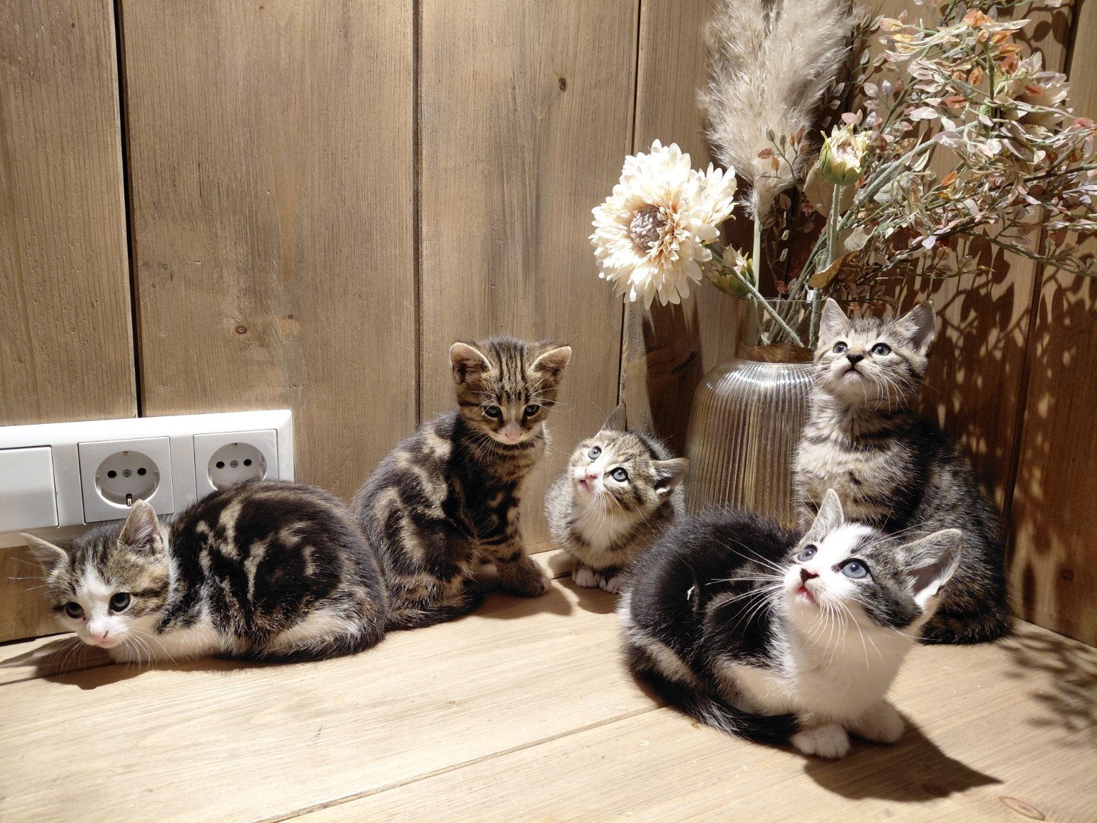 5 prachtige kittens, Meerdere dieren