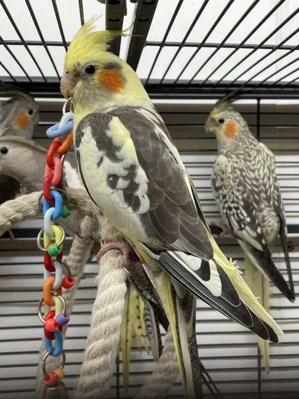 Jonge Baby Valkparkieten | Fluiters | Handtam, Meerdere dieren, Parkiet, Pratend