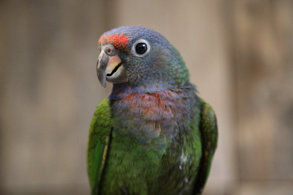 Lieve | Jonge Baby Pionussen Menstruus | Handtam | Getest, Meerdere dieren, Papegaai, Pratend