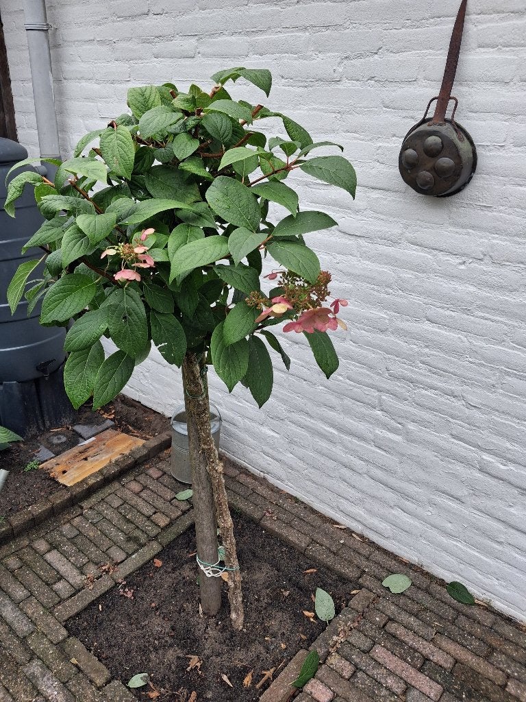 Hortensia op stam, Tuin en Terras, Ophalen, Vaste plant, Overige soorten, Halfschaduw