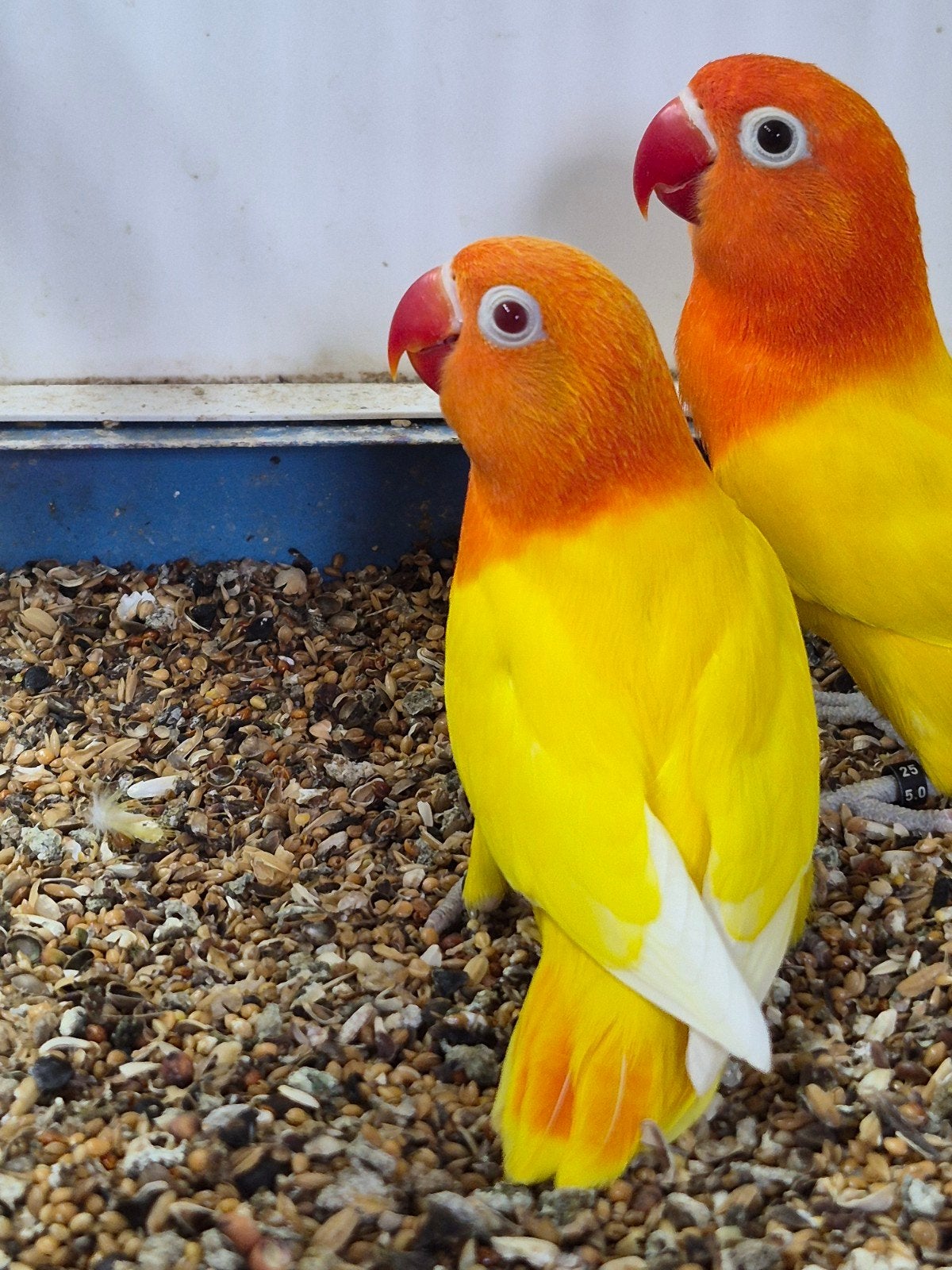 Fischeri agapornis lutino opaline, Meerdere dieren, Dwergpapegaai of Agapornis, Geringd
