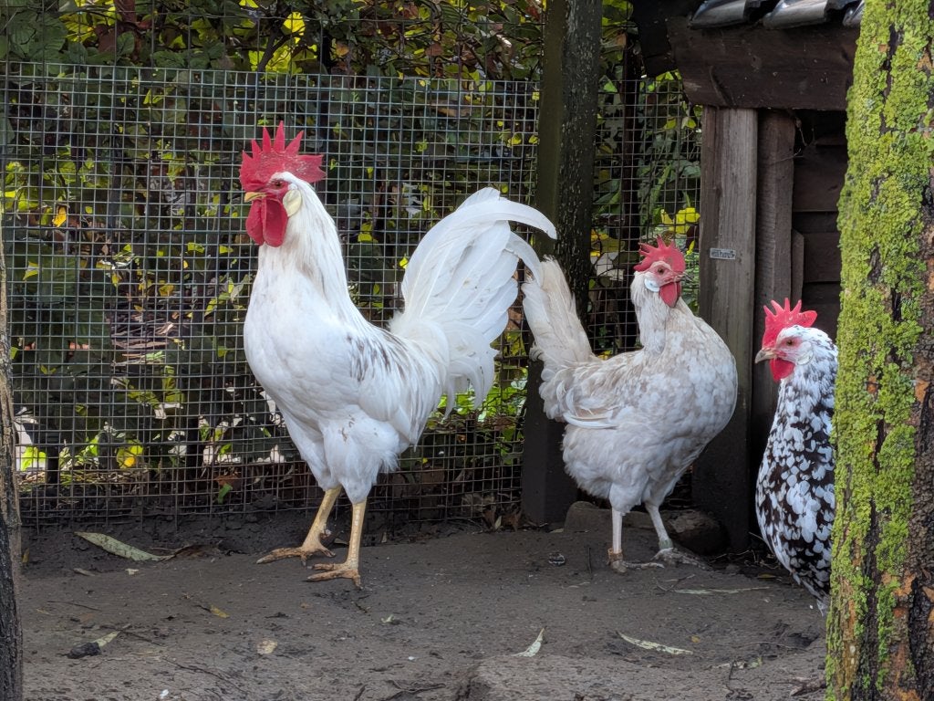 Bonte leghorn haan (grijs/blauw) evt incl 4 hennen, Dieren en Toebehoren, Meerdere dieren, Kip