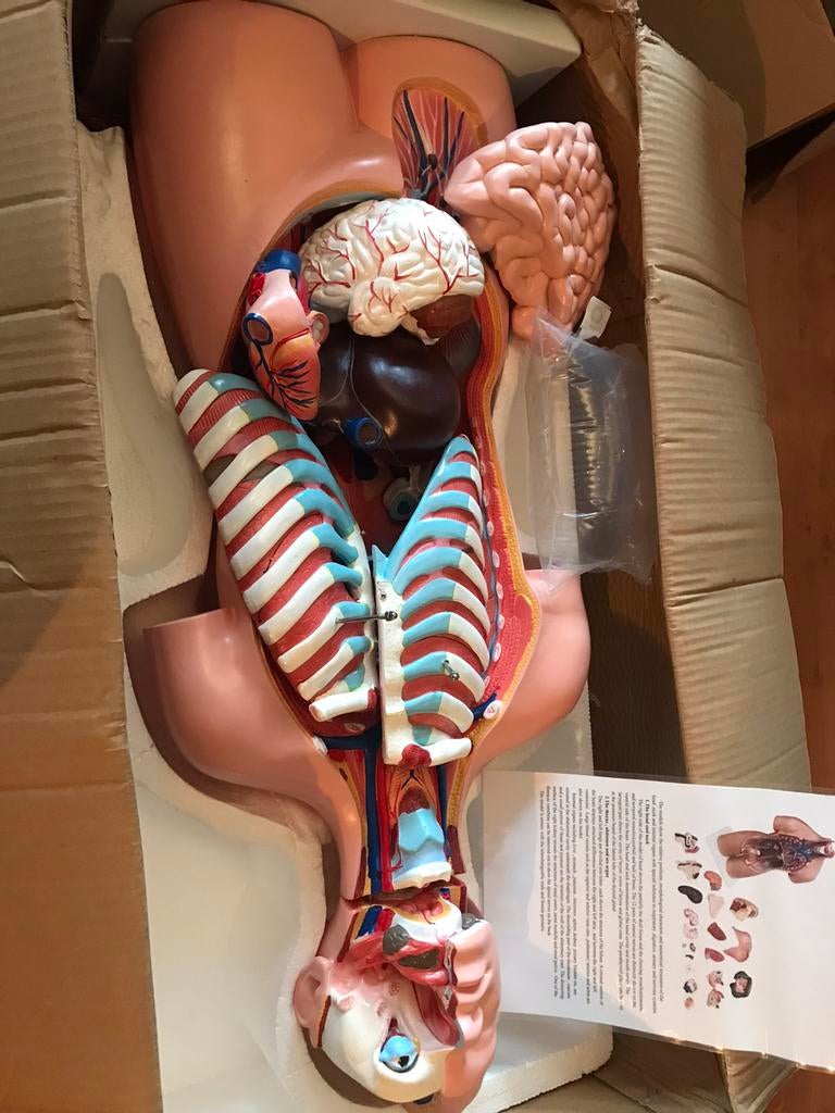 ANATOMIE MODEL TORSO MET ORGANEN,  , 20-DELIG, 85 CM, Diversen, Verpleegmiddelen, Nieuw, Ophalen of Verzenden