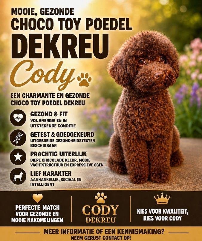 Toypoedel  choco kleur mooi klein 21 cm hoog, Dieren en Toebehoren, Honden | Dekreuen, Particulier, Reu, 1 tot 2 jaar, Buitenland