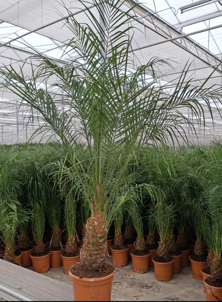 Grote Phoenix Palm – 180 cm | Nu €65, Tuin en Terras, Planten | Bomen, Ophalen of Verzenden, 100 tot 250 cm, Zomer, Palmboom