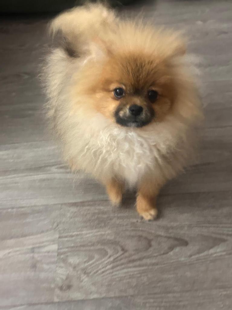 Pomeranian, Rabiës (hondsdolheid), 15 weken tot 1 jaar, Overige rassen, Meerdere