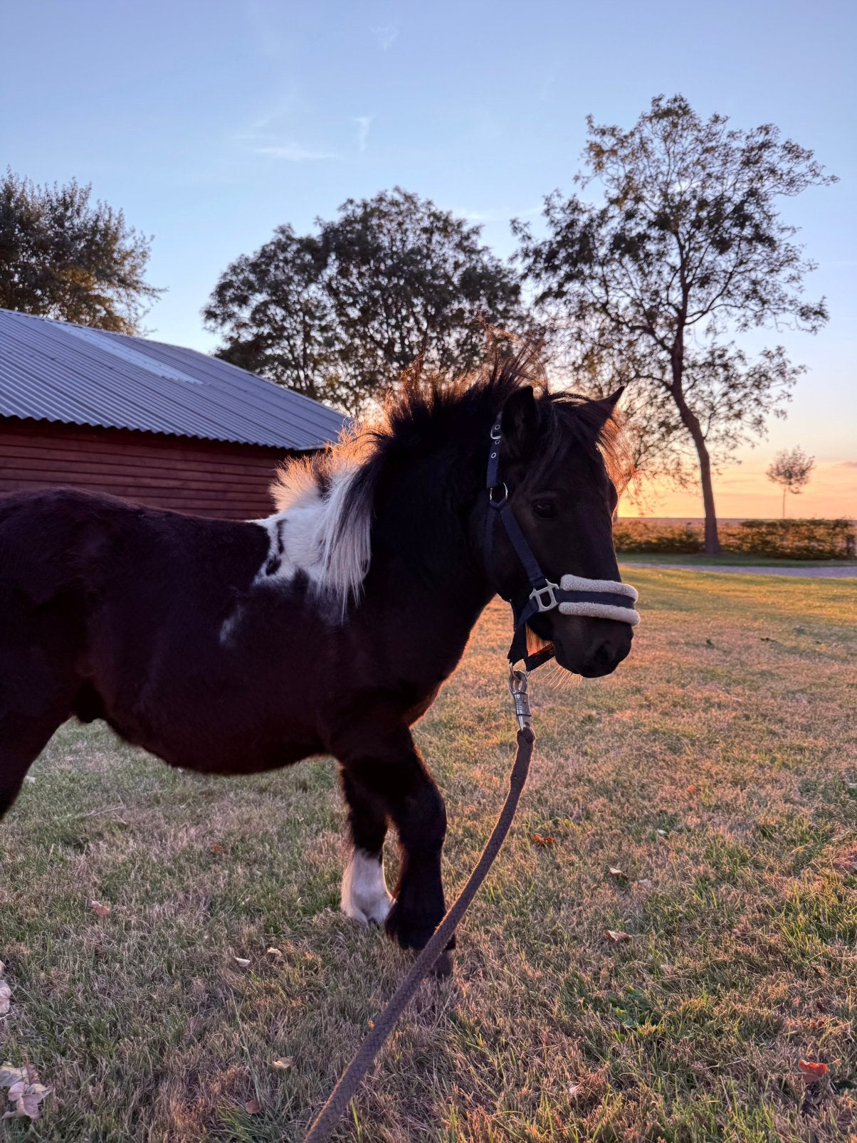 Bonte shetland pony hengstje 1,5 jaar oud, Gechipt, Niet van toepassing, 0 tot 2 jaar, Hengst