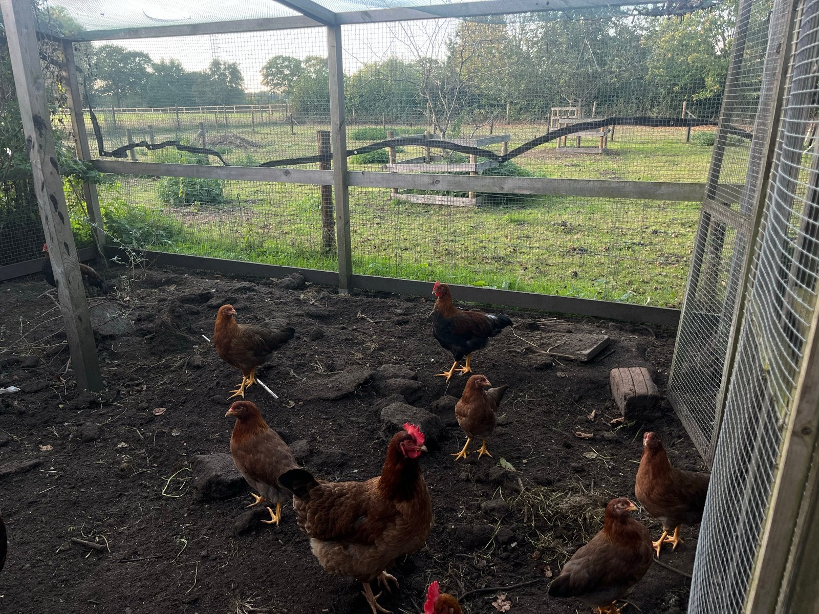 Thoom welsumer kippen gtoot, Meerdere dieren, Kip