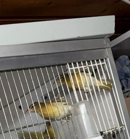 Tropische vogels Jackson wevers, Meerdere dieren, Kleurkanarie