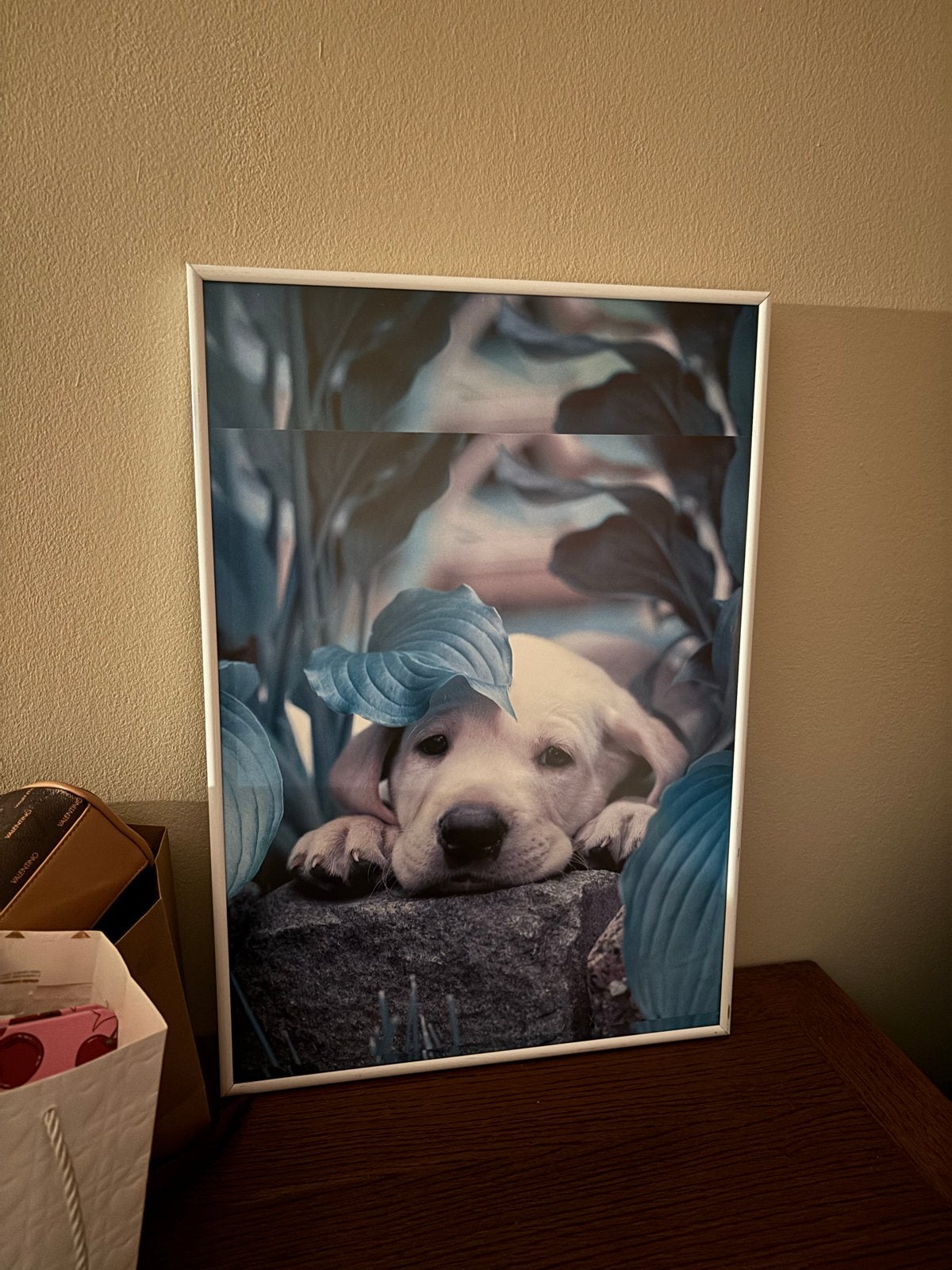 Schattige Labrador Puppy Poster - 56x37 cm, Ophalen, 50 – 75, Minder dan 50 cm, Zo goed als nieuw