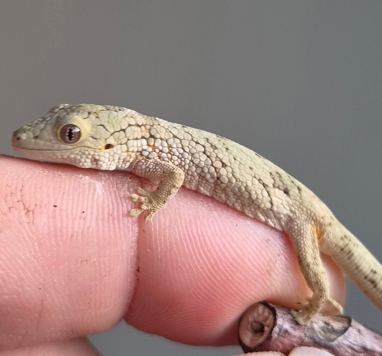 eurydactylodes vieillardi nakweek ( kameleongekko) Chameleon photo 2