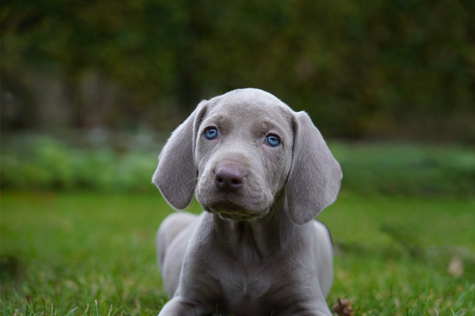 Weimaraner pups, Nederland, CDV (hondenziekte), 8 tot 15 weken, Meerdere