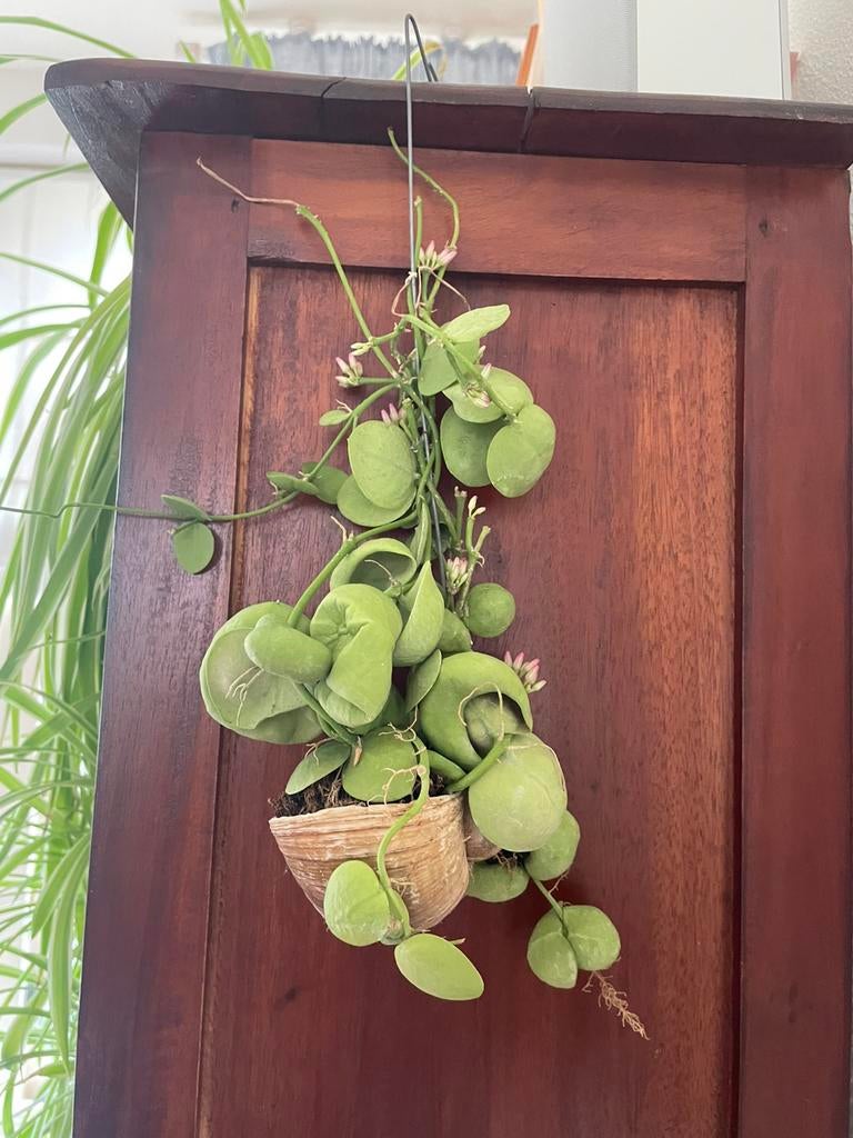 Dischidia, Huis en Inrichting, Kamerplanten, Ophalen of Verzenden, Halfschaduw, Minder dan 100 cm
