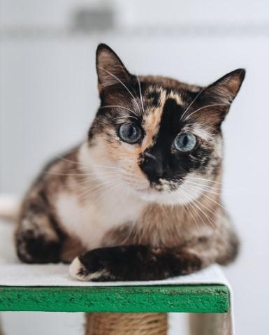 Lily 5jr. Spanje Eigenzinnig/zoekt rustig thuis zonder kids, Dieren en Toebehoren, Katten en Kittens | Overige Katten, Poes, Kortharig