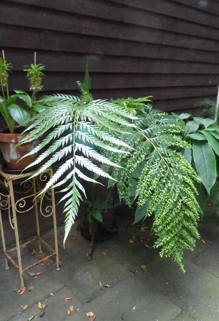 Woodwardia orientalis, Ophalen, Vaste plant, Varens, Bloeit niet