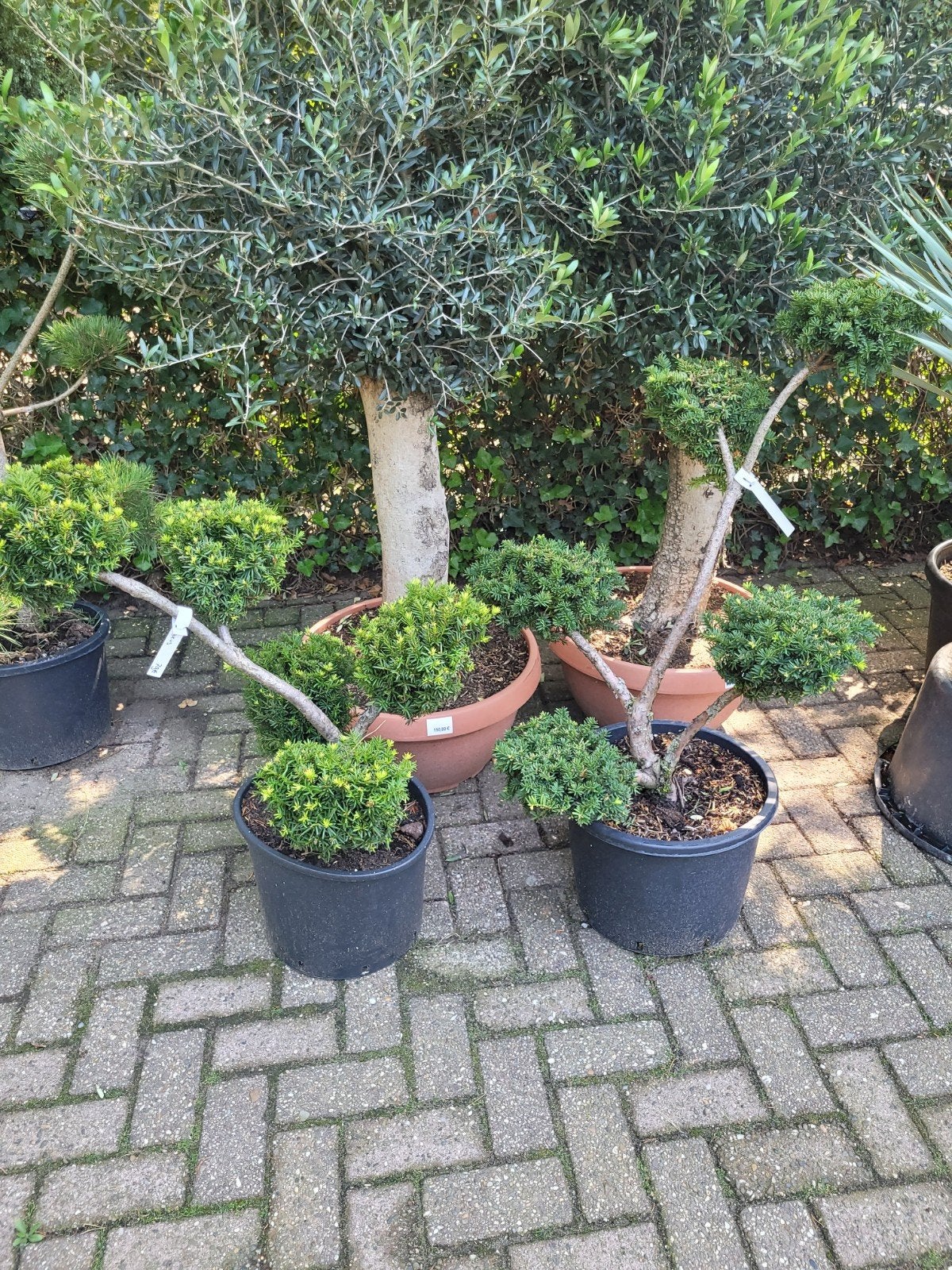 Taxus vormsnoei - Unieke vormen voor uw tuin, Ophalen