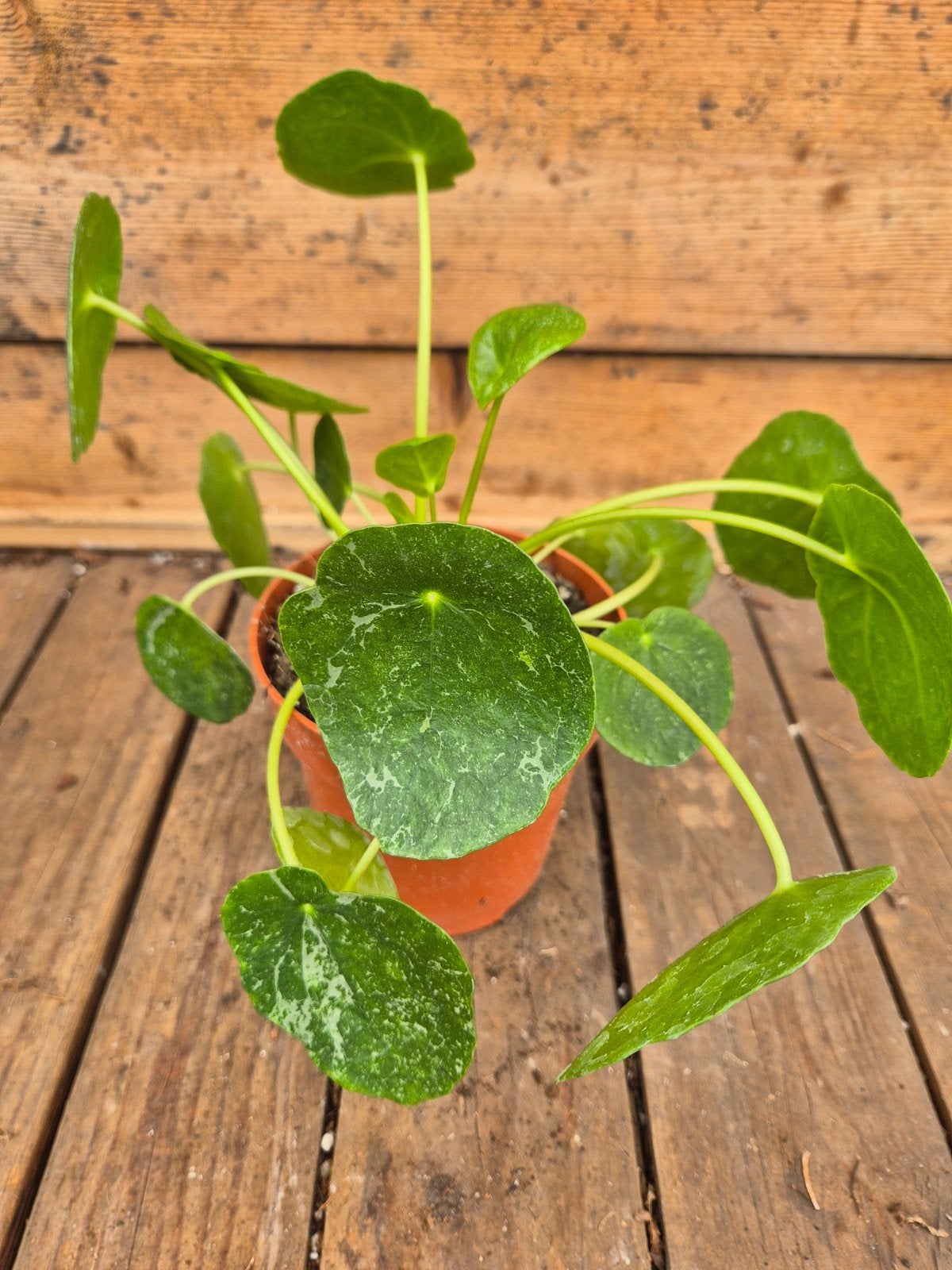 Pilea peperomioides Sugar p12, Ophalen of Verzenden, Halfschaduw, Minder dan 100 cm
