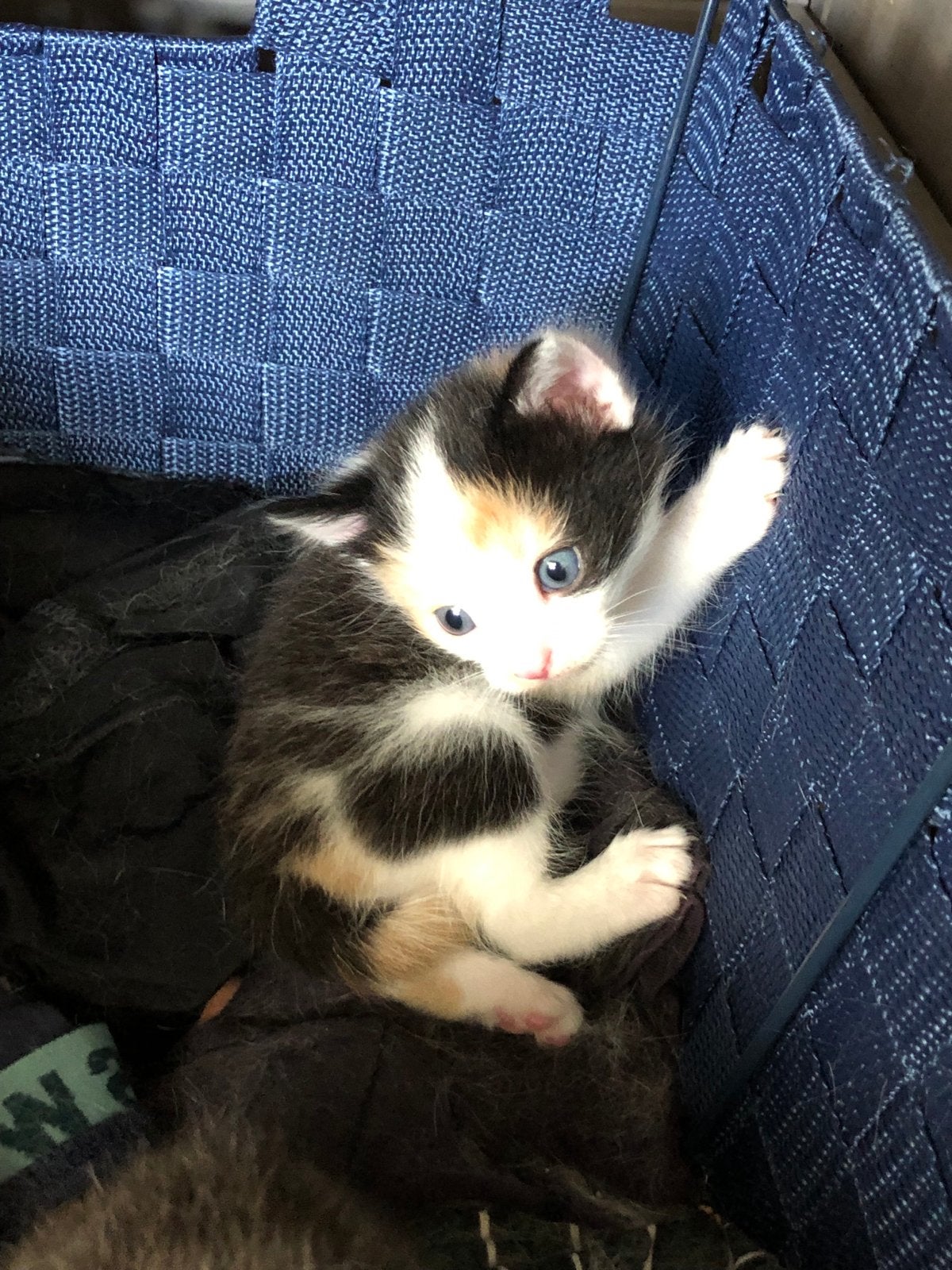 3 kittens te koop, Meerdere dieren
