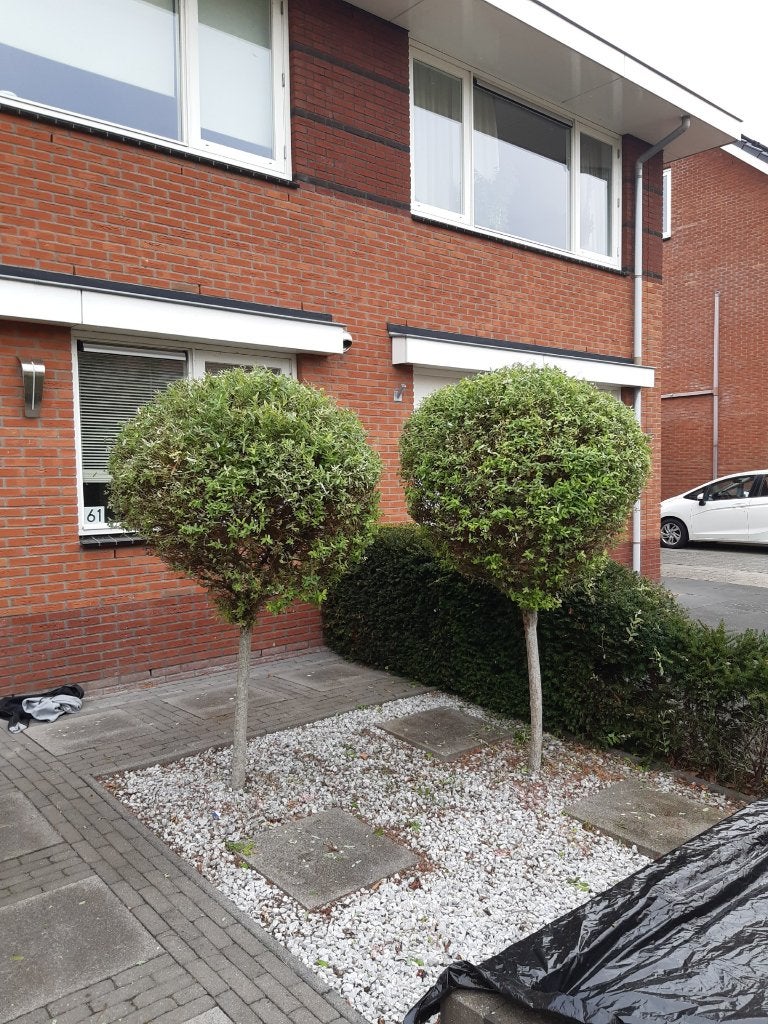 Salix/Bonte wilg op stam, 100 tot 250 cm, Zomer, Ophalen, Volle zon