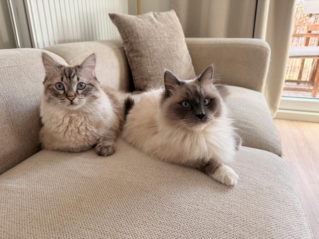 Lieve Ragdolls❤️, Kater