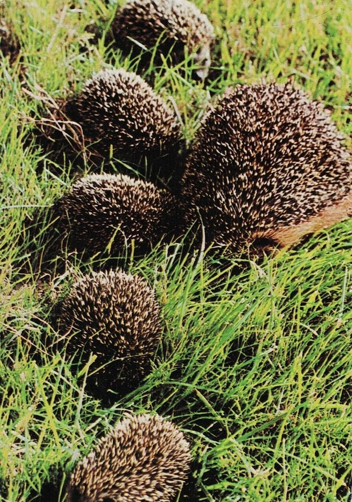 Egel familie 521, Verzamelen, Ophalen of Verzenden, 1980 tot heden, Ongelopen, Knaagdier