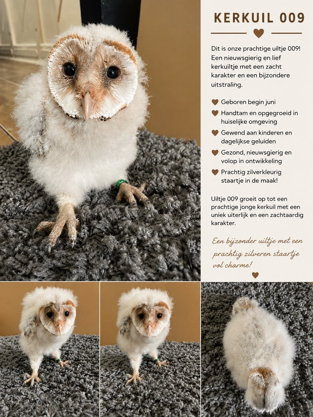Jonge kerkuil 009, Geslacht onbekend, Roofvogel, Geringd
