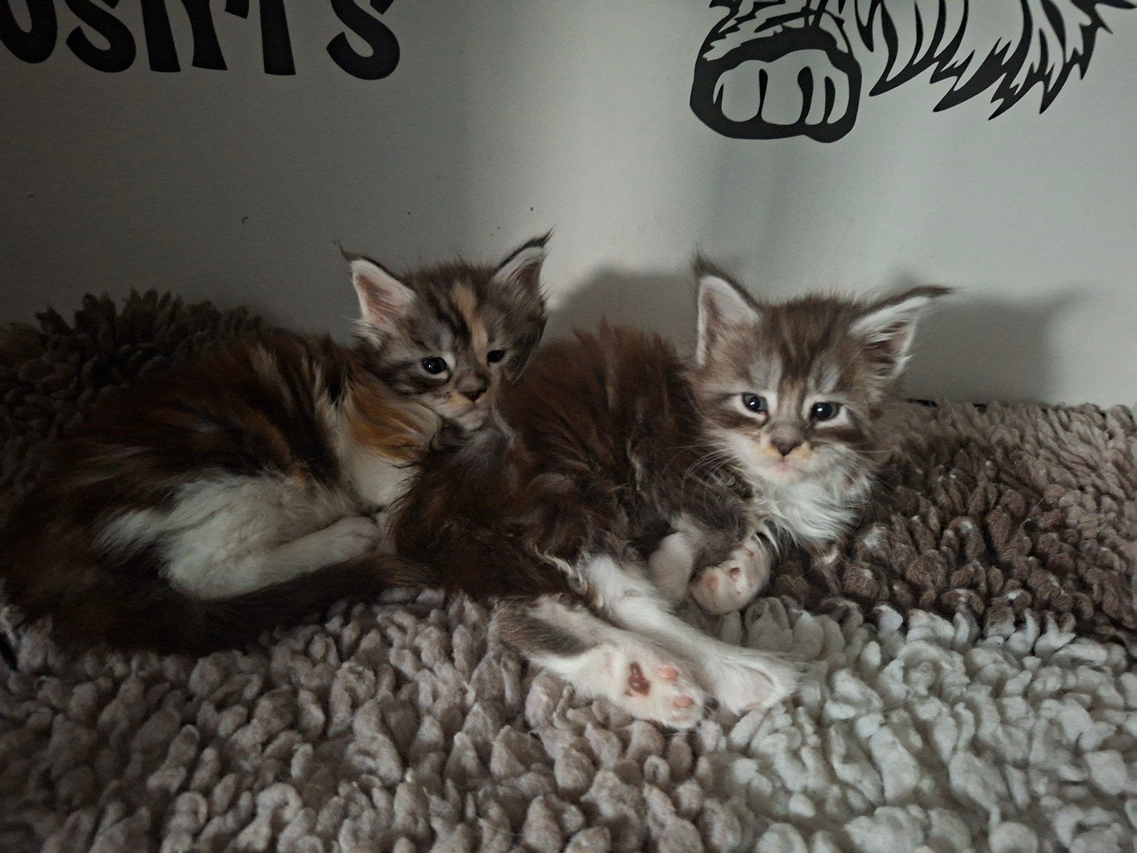 Maine coon kittens, Dieren en Toebehoren, Katten en Kittens | Raskatten | Langhaar, Poes, Gechipt, 0 tot 2 jaar